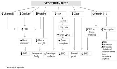 The effects of vegetarian diets on bone health: A literature review